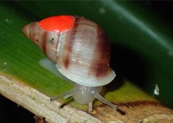 more than 5 000 snails released in binh duong for what 127315
