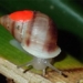 more than 5 000 snails released in binh duong for what 127315