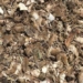 mouse plague invades australian farms causing severe damage 127234