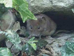 mouse