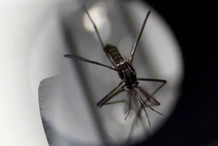 A mosquito under a microscope.