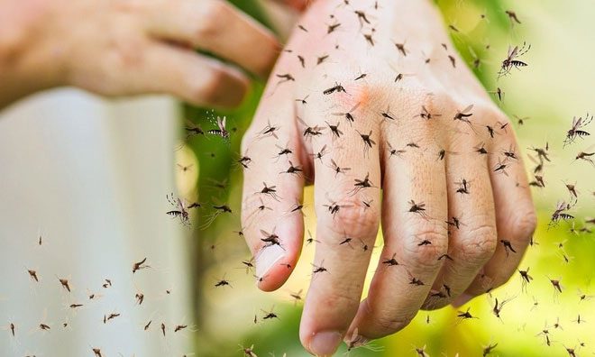 Mosquitoes bite humans year-round due to light pollution.