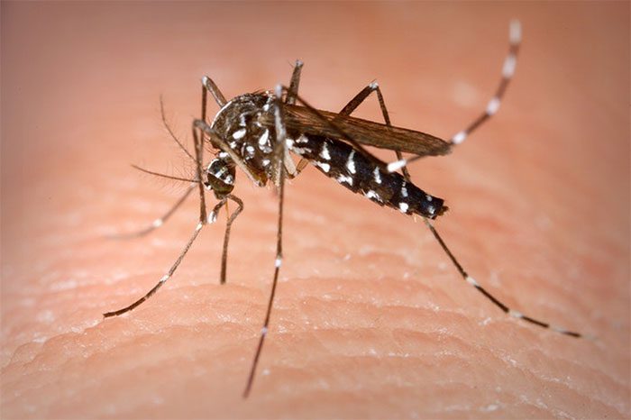 Mosquitoes causing dengue fever