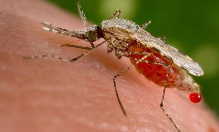 An Anopheles mosquito, a species that can transmit malaria.