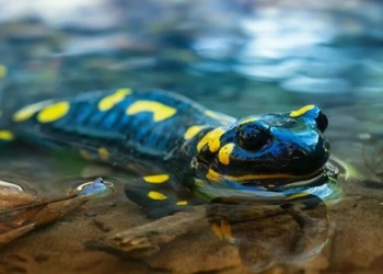 mystery about the strange species that can use solar energy to make food 128182