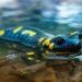 mystery about the strange species that can use solar energy to make food 128182