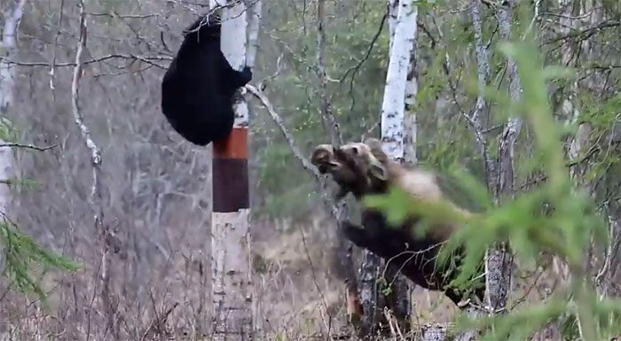 The black bear is fiercely thwarted by the mother moose and often has to escape up a tree.