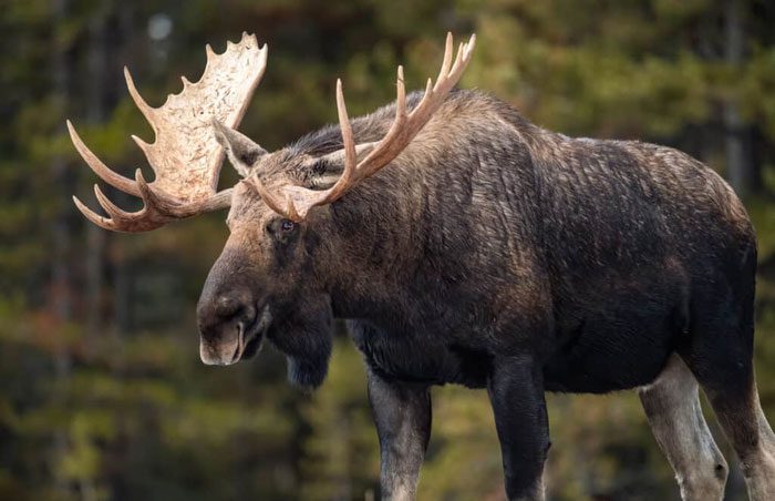 Their weight also varies depending on the moose subspecies.