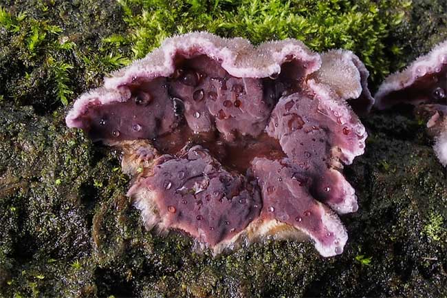 This mycologist becomes the first person in the world infected with Chondrostereum purpureum
