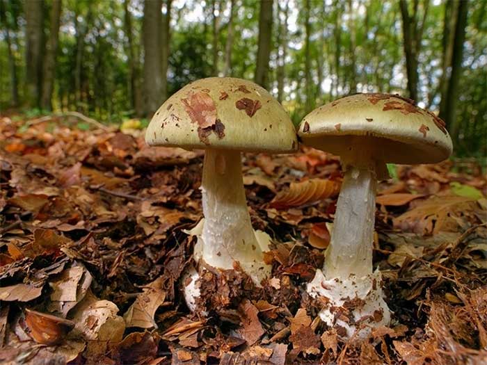 The Death Cap Mushroom is one of the most dangerous mushrooms in nature.