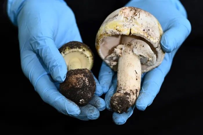 Scientists have discovered a potential antidote for the toxins from the Death Cap mushroom.