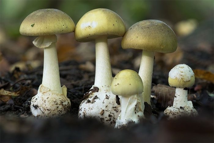 The Death Cap Mushroom is responsible for the majority of mushroom poisoning deaths each year.