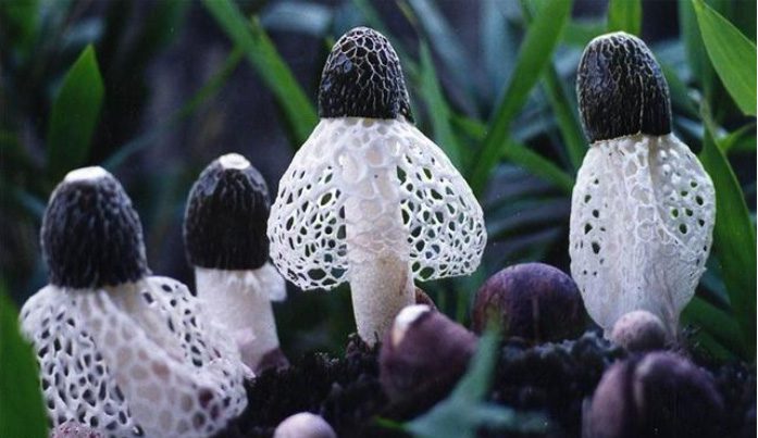 The underside of this mushroom's cap has an attractive white curtain.