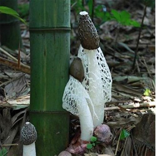 This mushroom only grows around the roots of bamboo, hence it is named bamboo mushroom.