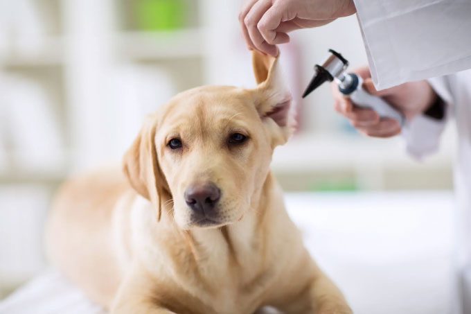 Various fungi found in dogs' ears.