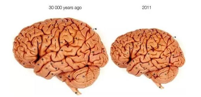 Comparison of the human brain 30,000 years ago and in 2011