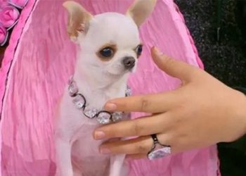 new record for the worlds smallest dog 126897
