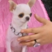 new record for the worlds smallest dog 126897