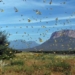 new scientific discovery could help control the invasive caterpillar 127324