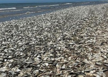 newly dead fish wash ashore in texas coast of america 128026