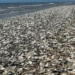 newly dead fish wash ashore in texas coast of america 128026