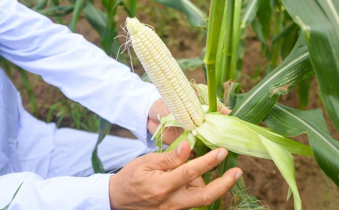 Fruit corn harvested weighs about 300-400 grams per ear depending on the growing area