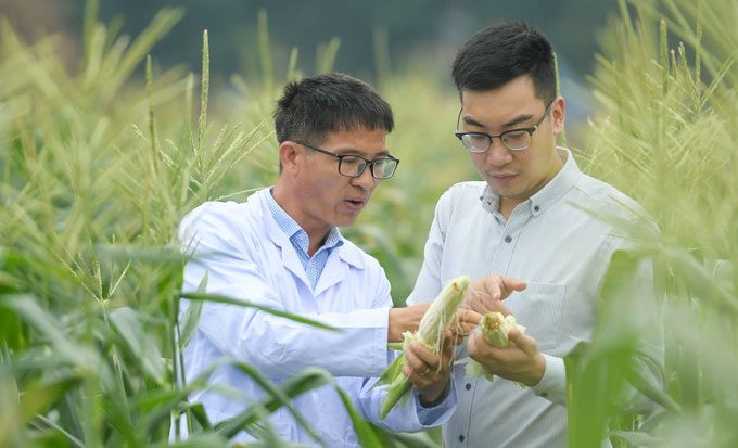 The short cultivation period allows multiple plantings throughout the year.