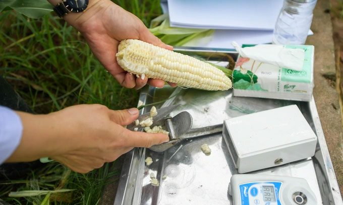 Fruit corn cut open showing juicy kernels