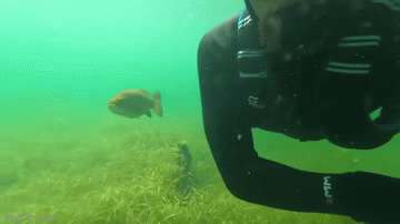 Elvis the bass swimming alongside Rex Colubra.