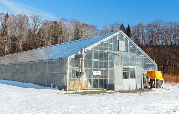 Mr. Nakagawa can harvest mangoes in the greenhouse during winter.