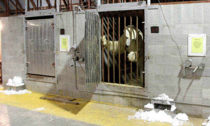 Polar bears inside the special holding facility.
