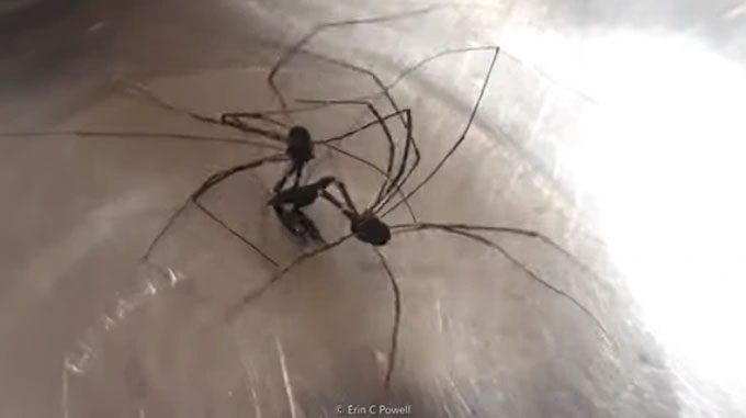 Two male spiders fighting for a mate