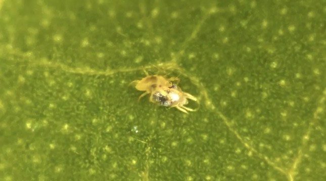 A male spider sheds the skin of a female as part of the mating ritual.