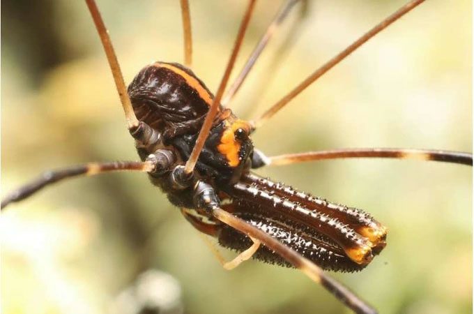 Male Forsteropsalis pureora spider has three different types.