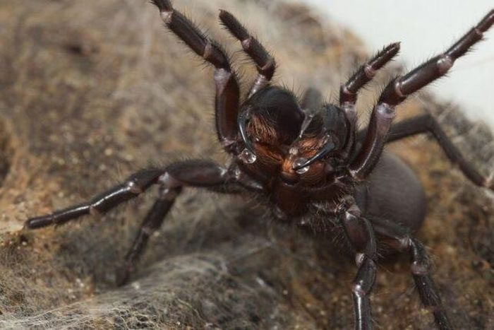 A funnel-web spider in Border Ranges National Park.