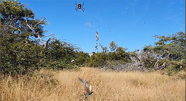 Nephila spider ensnaring a bird