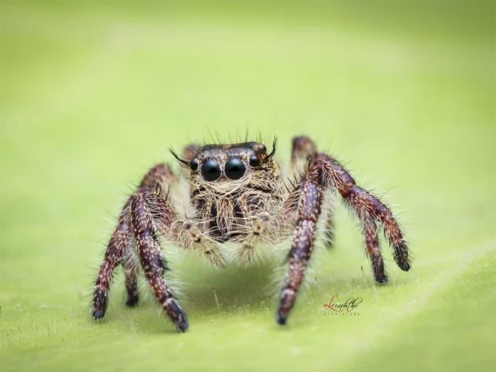 Jumping Spider