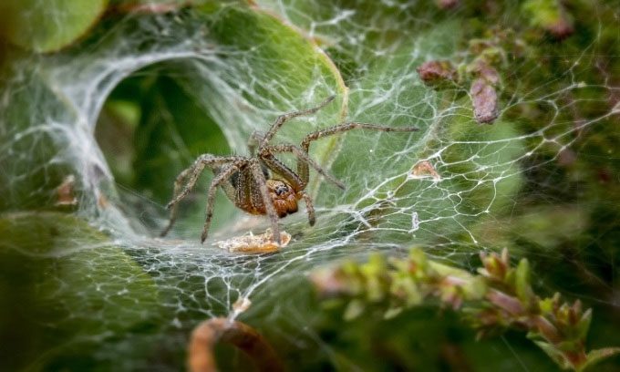 The female funnel-web spider develops a play-dead behavior to deceive its mate.