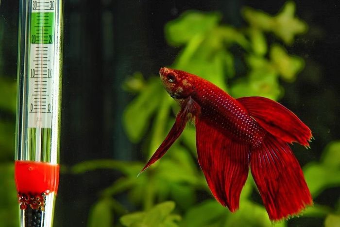 Warm water increases both growth rates and mortality rates of fish.