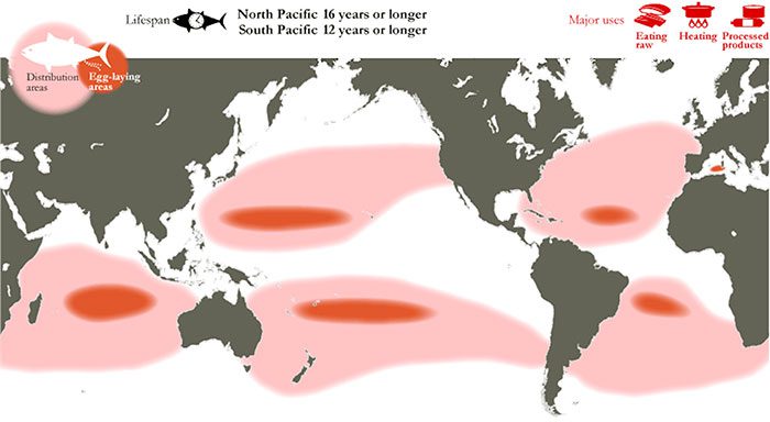 Distribution of Albacore Tuna