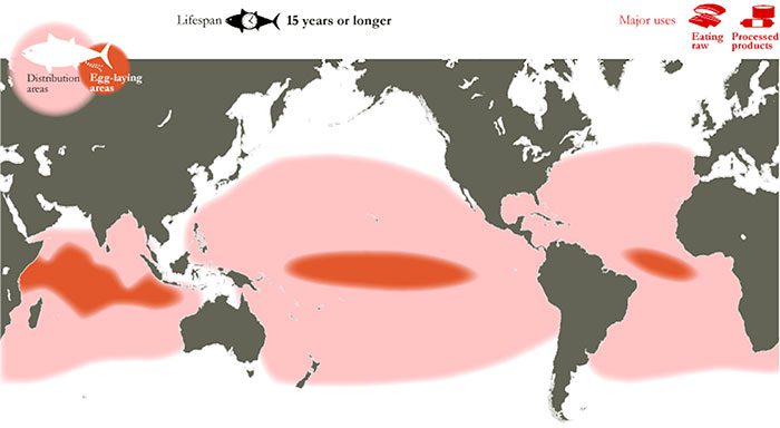 Distribution of Bigeye Tuna
