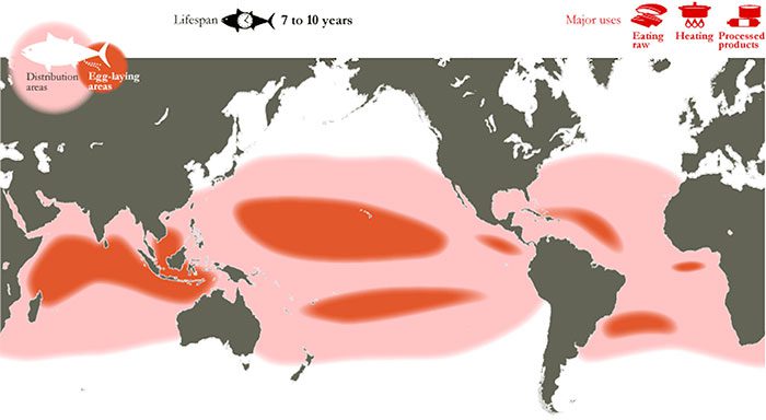 Distribution of Yellowfin Tuna