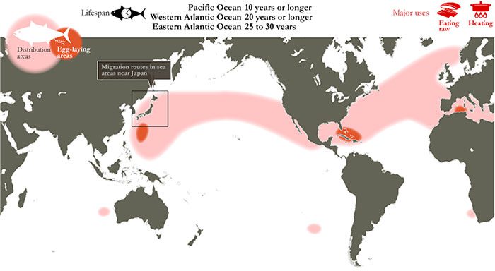 Distribution of Pacific Bluefin Tuna