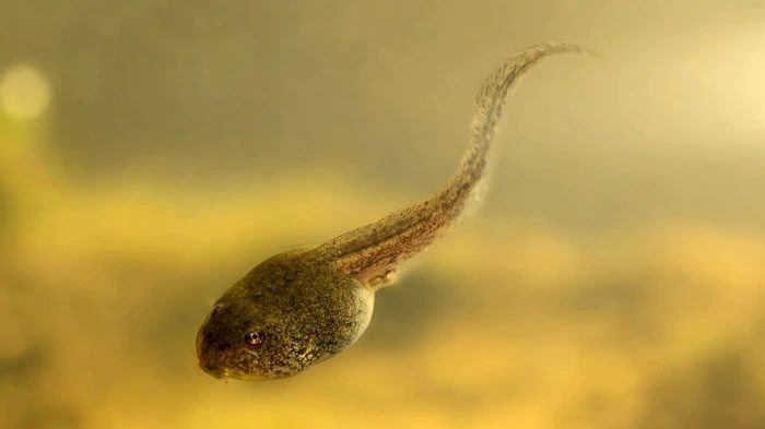 Tadpole