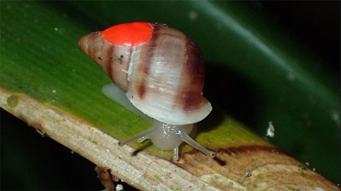 Partula snails marked with a red dot on their shells to reflect ultraviolet light