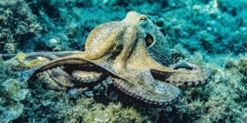 oclantis city underwater octopus built 127886