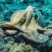oclantis city underwater octopus built 127886