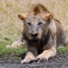 one of the oldest lions in the world killed in kenya 127458