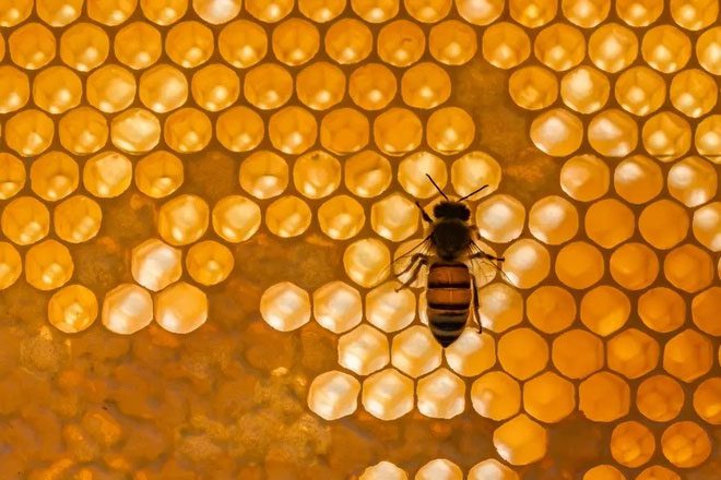 The population of honeybees is severely declining due to human brutality.