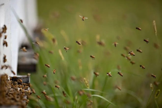 Bees feel "happy" when rewarded and scared when faced with danger.